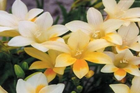 Plantarea si ingrijirea florilor de Frezie